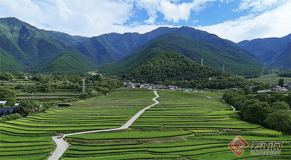 【“白云升处•乡兴志”系列全媒体蹲点调研报道⑥】雪山下共酿一坛岁月醇香(图3)