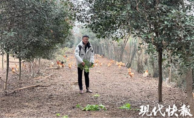 80后张辉从技术员变身“鸡司令”擦亮南京乡村振兴绿色名片(图1)