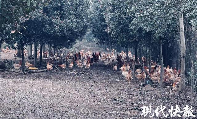 80后张辉从技术员变身“鸡司令”擦亮南京乡村振兴绿色名片(图2)