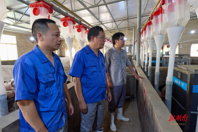 熊猫体育资讯:湖南省自然科学基金持续助力宁乡猪成致富名片(图2)