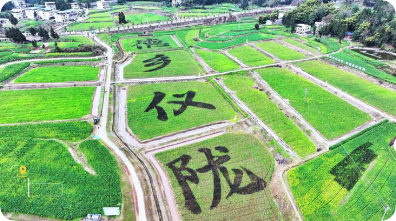 熊猫体育资讯:深耕“三农”粮安民富——南充市“十四五”时期农业农村发展综述(图7)