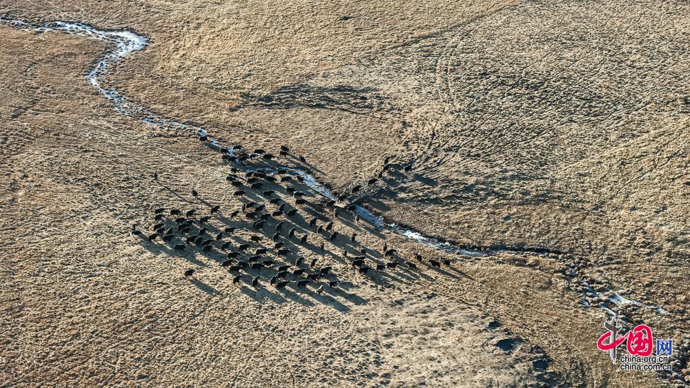 阿坝州高原特色畜牧产业充实“天府粮仓”“肉盘子”(图2)