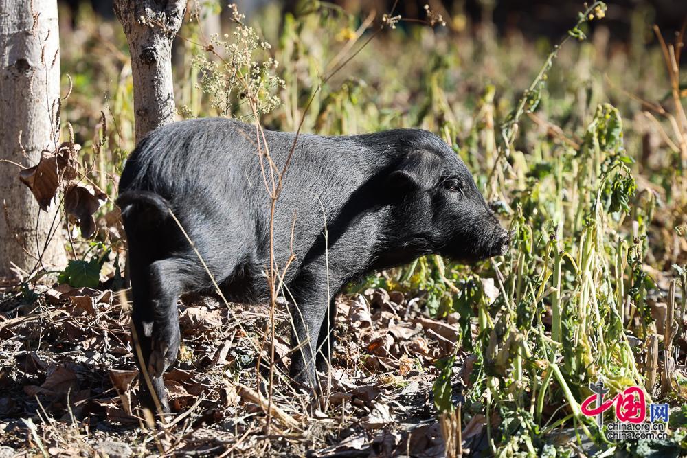 阿坝州高原特色畜牧产业充实“天府粮仓”“肉盘子”(图4)