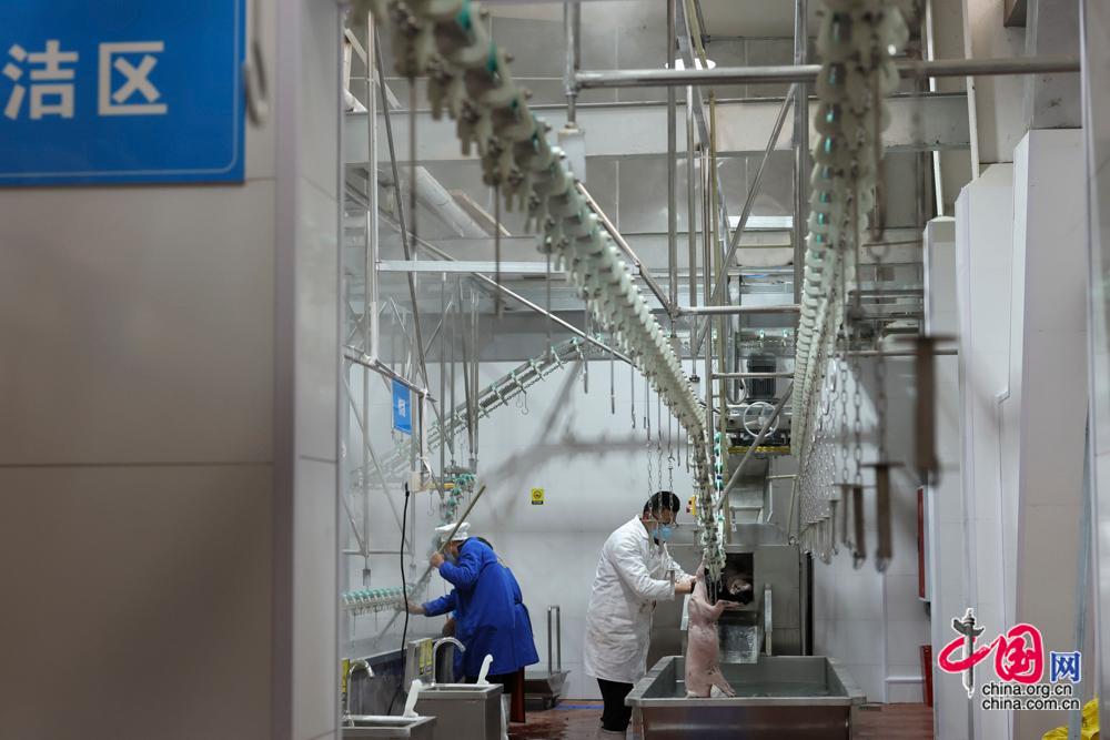 阿坝州高原特色畜牧产业充实“天府粮仓”“肉盘子”(图5)