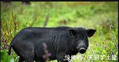 叮咚买菜为什么不着急卖鱼?