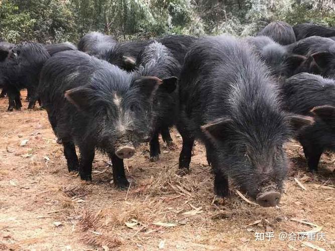 这5种食材你有钱都不一定买得到(图6)