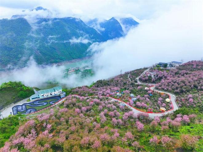 熊猫体育：牵手樱花里(图2)