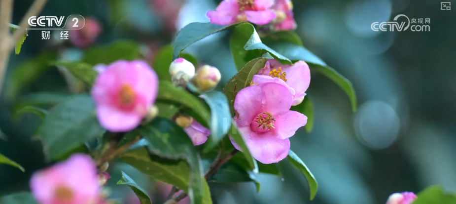 熊猫体育：向“好”向“新”绿”新突破！多领域捷报频传经济发展“新”动力更足(图6)