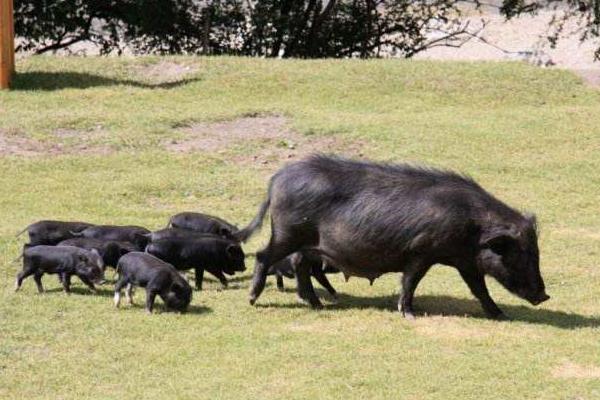 藏香猪养殖前景为什么藏香猪有价无市(图4)