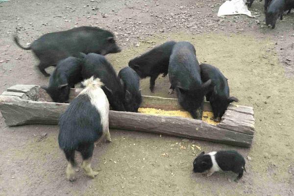 藏香猪养殖前景为什么藏香猪有价无市(图2)