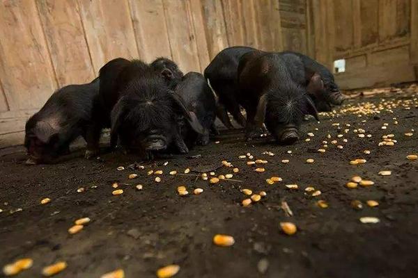 藏香猪养殖前景为什么藏香猪有价无市(图5)