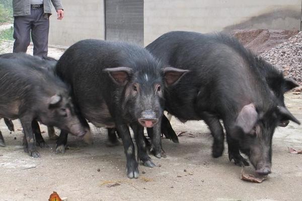 藏香猪养殖前景为什么藏香猪有价无市(图3)