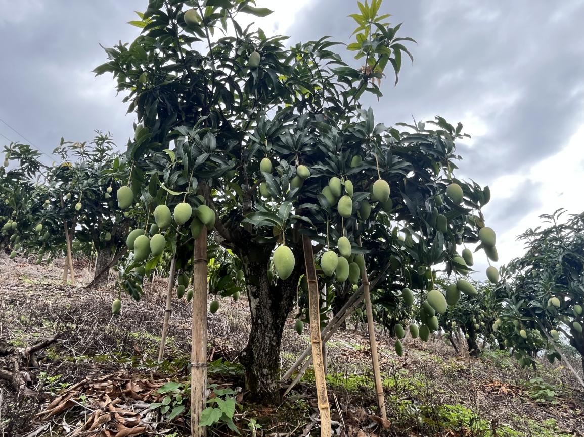 金融强支持县域产业兴——桂林银行书写金融支农新篇章(图2)