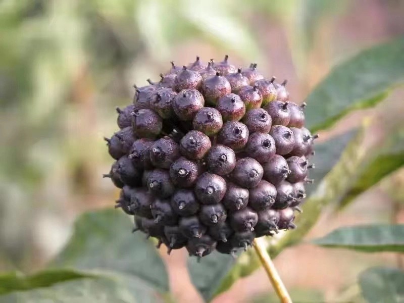 熊猫体育：精深加工赋能！“小而美”特色产业破圈生长(图2)