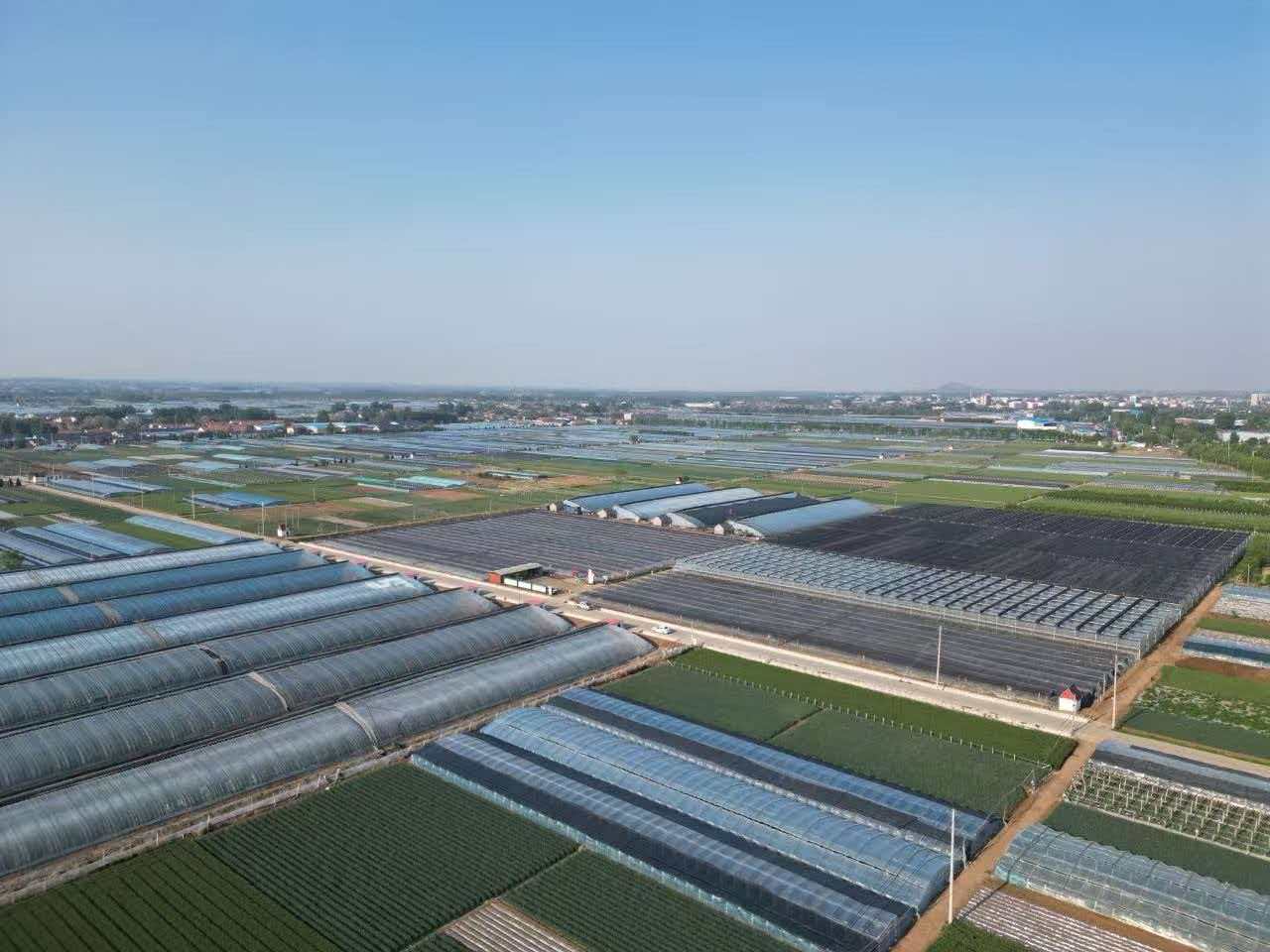 熊猫体育资讯：潍坊安丘：现代农业的“工业解法”(图3)