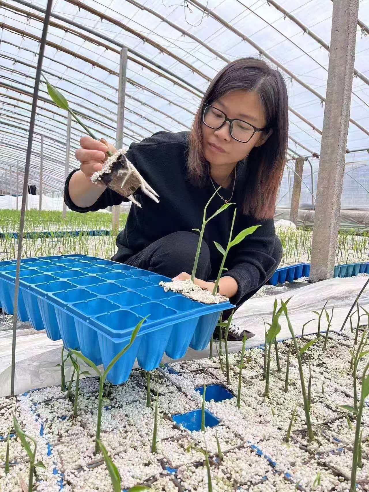 熊猫体育资讯：潍坊安丘：现代农业的“工业解法”(图4)