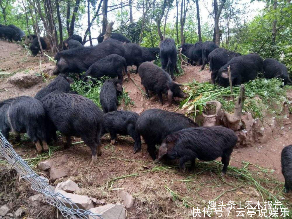 三展联动焕新!全国多地地标好物登陆深圳食博会